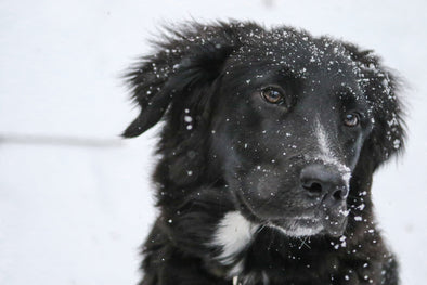 How To Train With Treats in the Winter - Winter Dog Training Tips