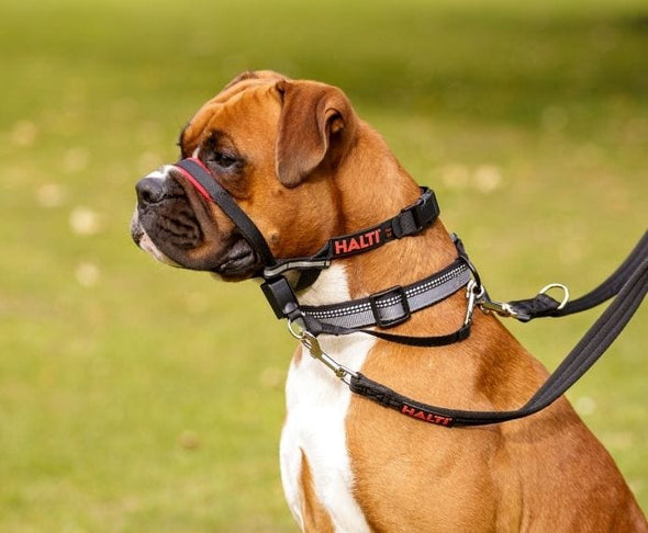 Halti Optifit Headcollar-Store For The Dogs