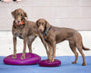 FitPAWS Dog Balance Disc-Store For The Dogs