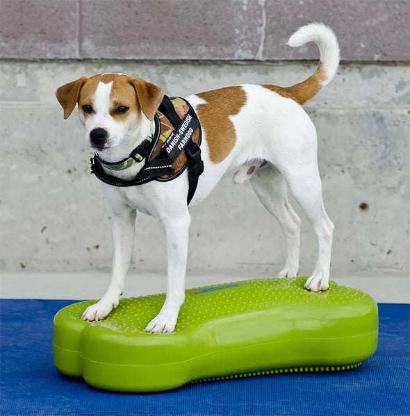 FitPAWS K9FITbone Dog Training Balance Platform - Original-Store For The Dogs