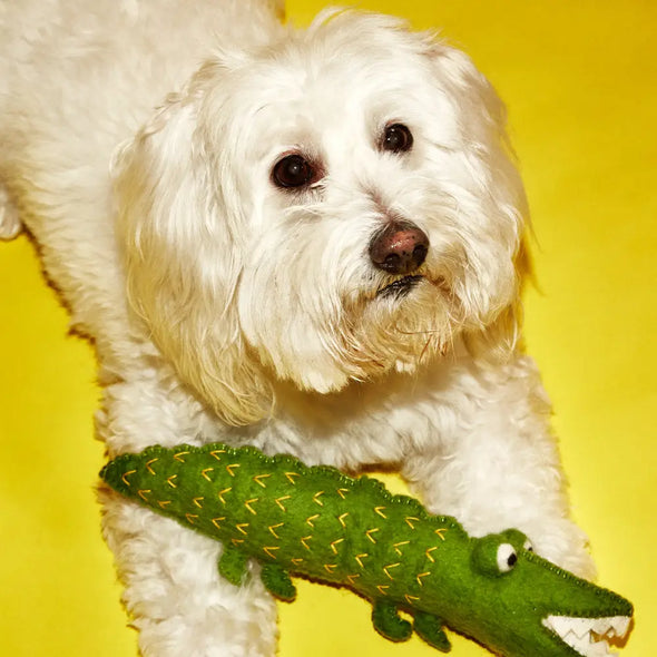 Ware of the Dog Boiled Wool Alligator-Store For The Dogs