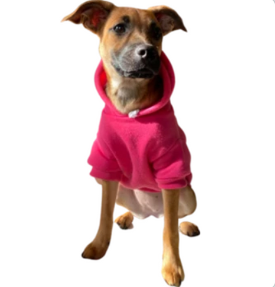 Blank Poly/Cotton Dog Hoodie-Store For The Dogs