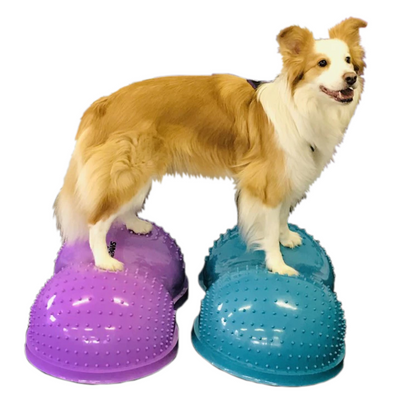 FitPAWS FlexiPAWS® Cloud-Store For The Dogs